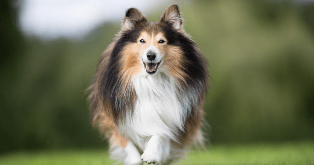Sheltie Cane Sheltie: tutto sul pastore scozzese Shetland - ArcaMagazine
