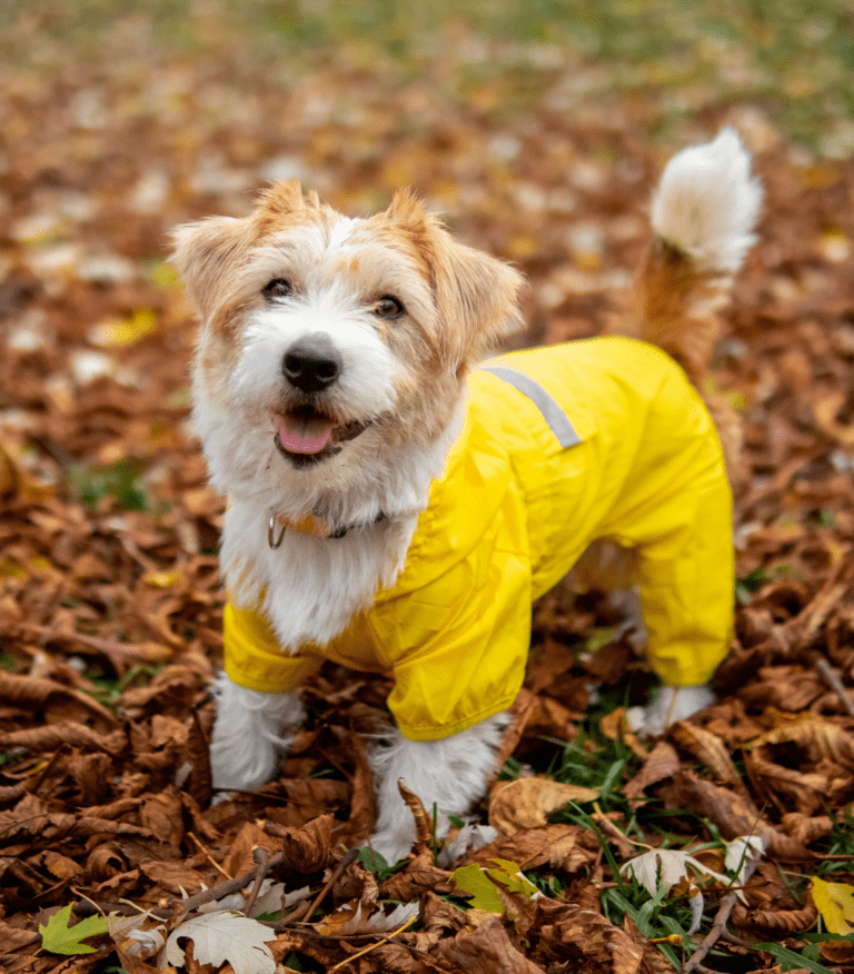 Come proteggere il cane dalla pioggia