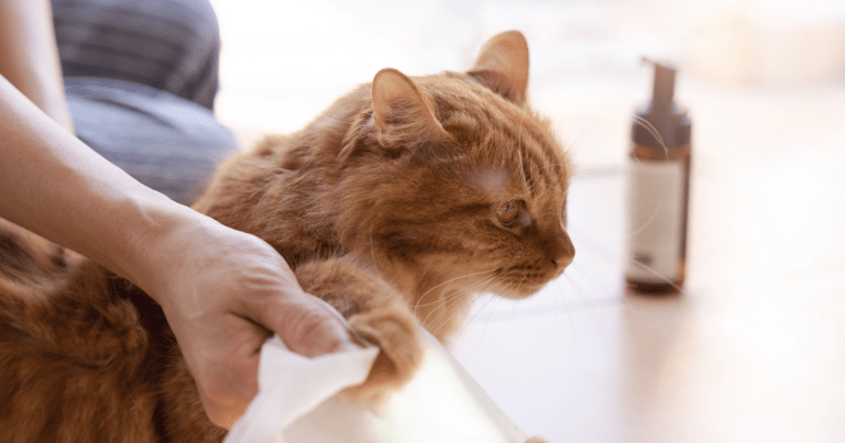 Gatto si fa lavare copertina articolo blog Arcaplanet su come lavare il gatto