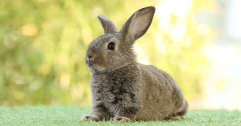 Come prendersi cura di un coniglio domestico: la guida completa
