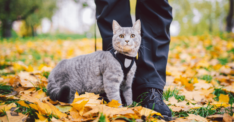 Portare a passeggio il gatto: la guida completa