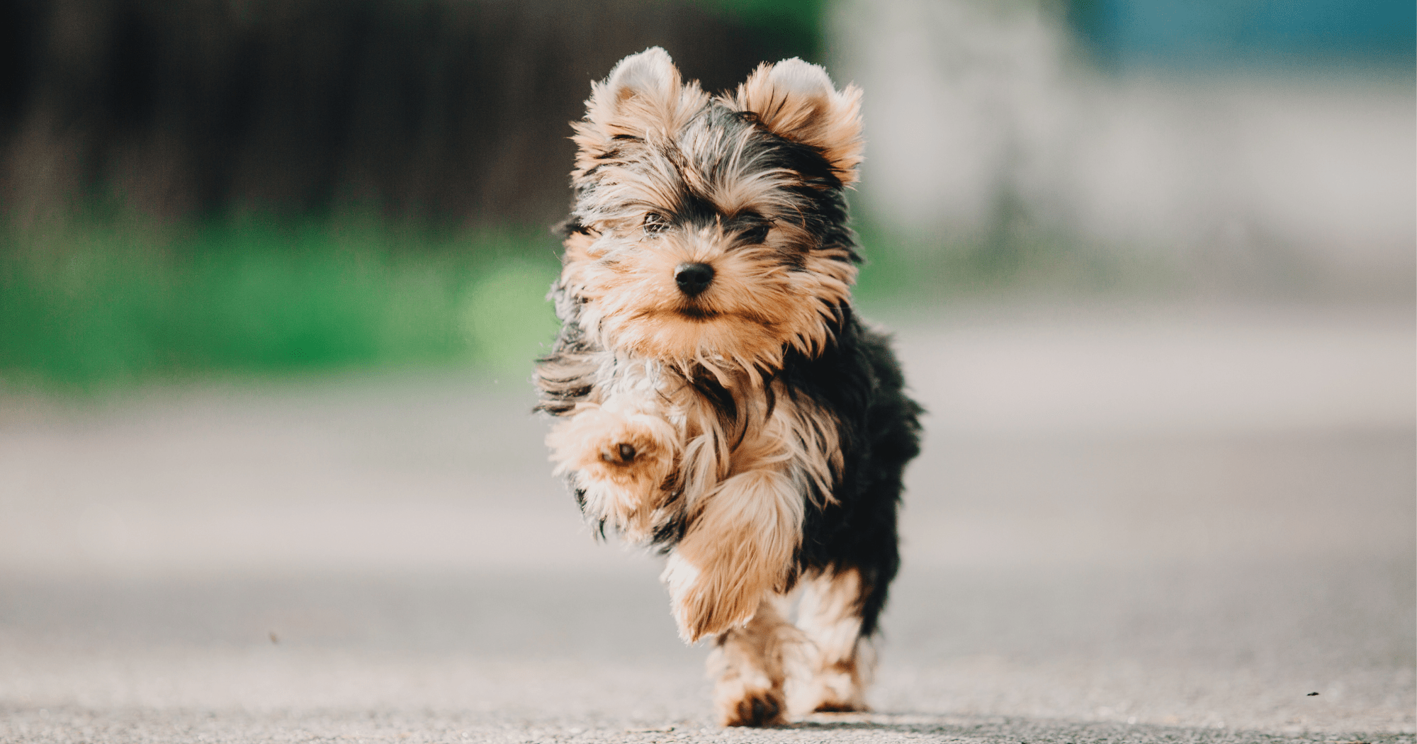 Yorkshire Terrier: cosa sapere