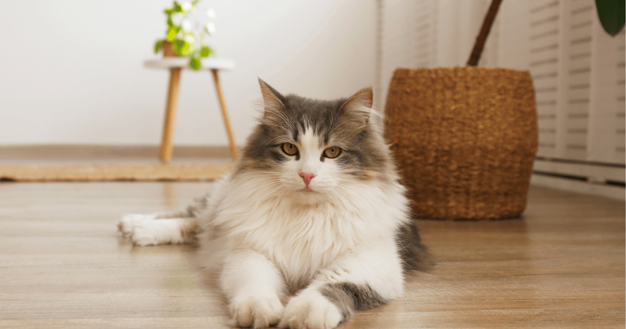 Gatto Siberiano ArcaMagazine