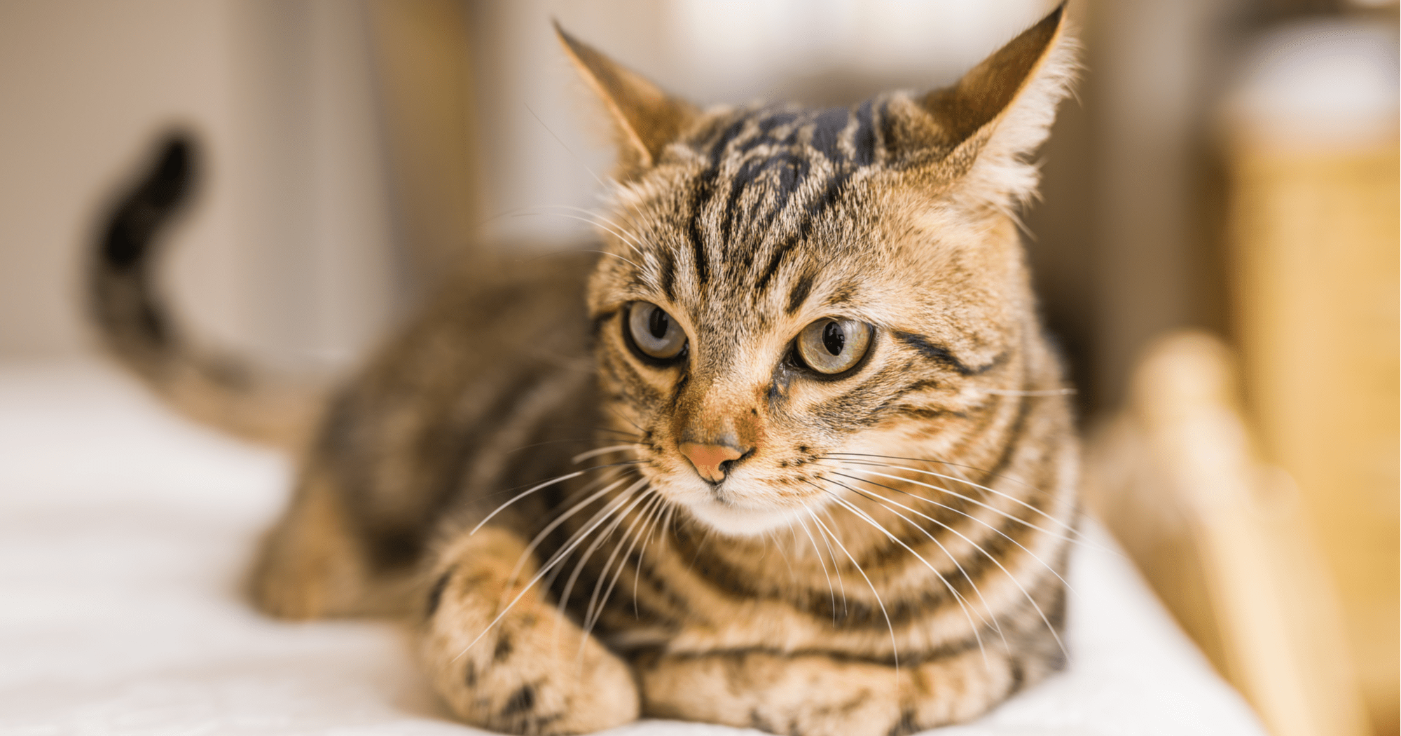 Gatto Soriano Carattere Cura E Alimentazione ArcaMagazine