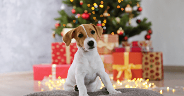 Cagnolino davanti ai regali sotto l'albero di Natale copertina articolo blog Arcaplanet su cosa regalare al cane a natale