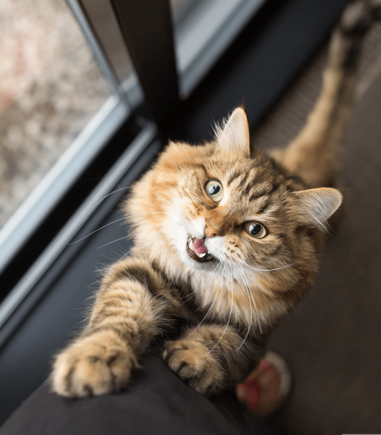 Consigli sulle articolazioni del gatto