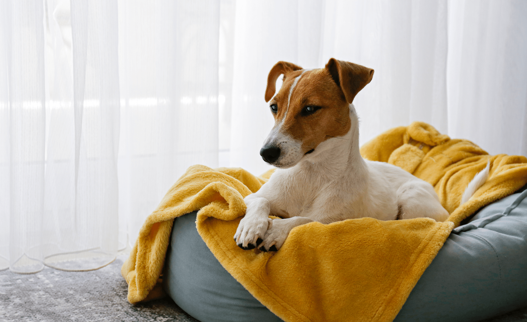migliori coperte e cuscini per cani