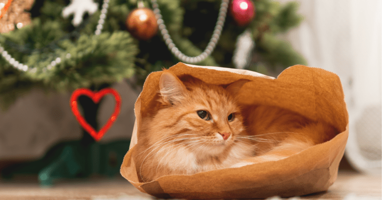 Gatto impacchettato sotto albero di Natale copertina articolo blog Arcaplanet su cosa regalare al gatto a Natale