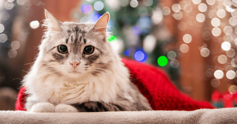 Natale con il gatto: la guida completa
