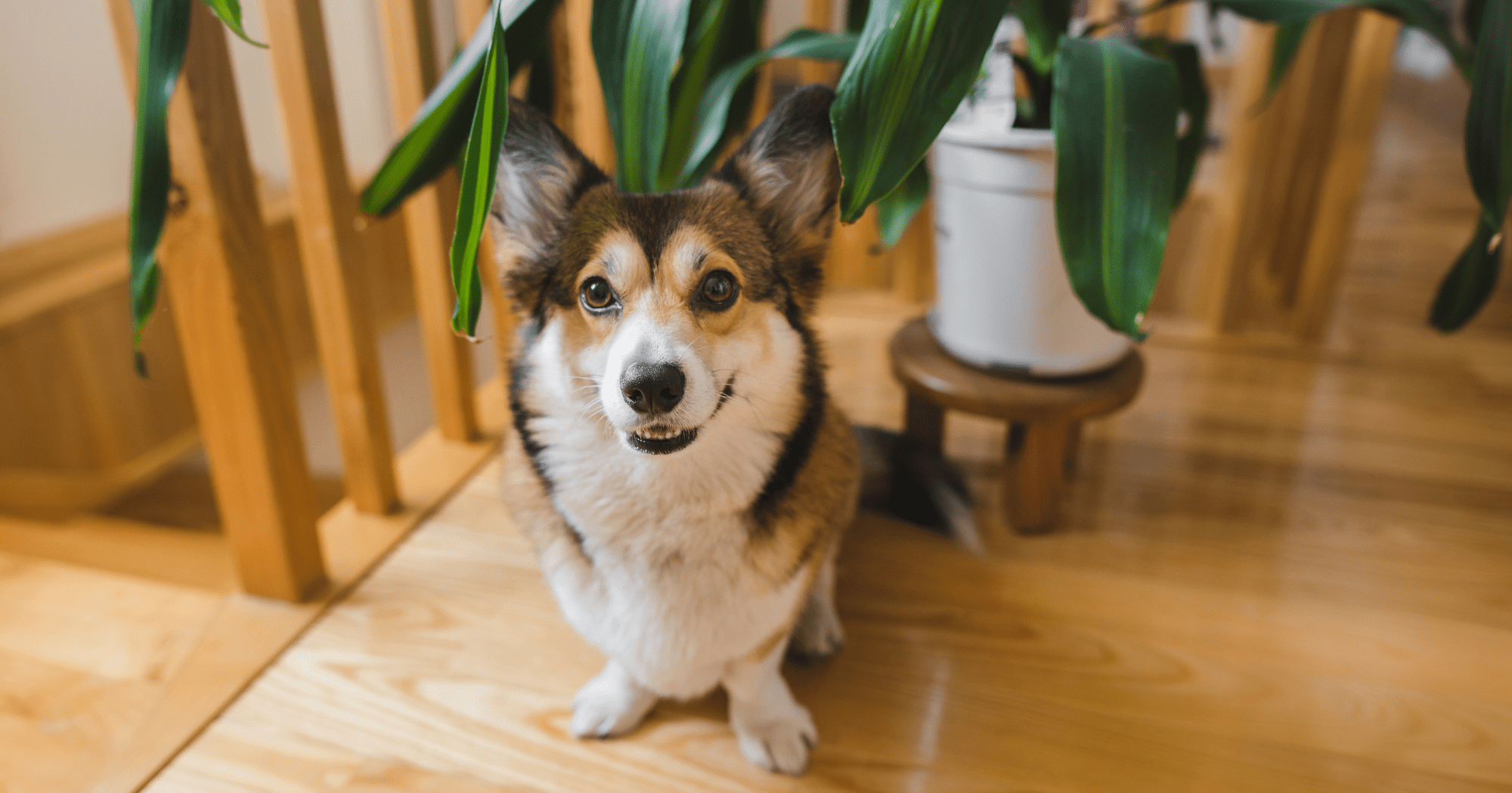Piante velenose per cani: cosa sapere