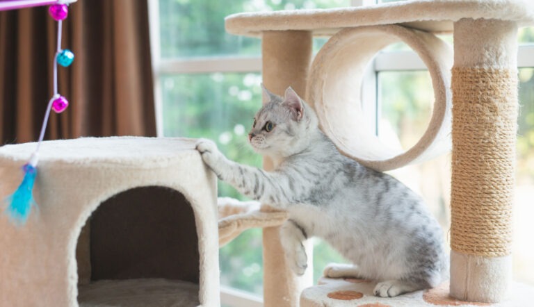 arricchimento ambientale del gatto