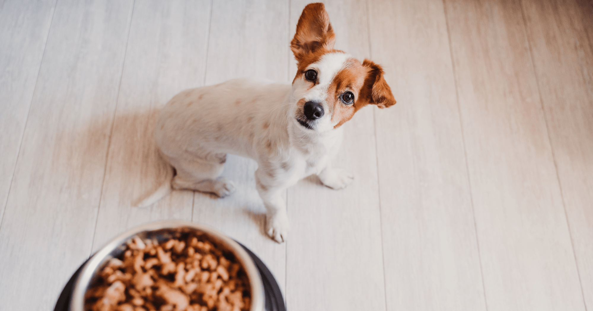 Alimentazione cane in inverno: consigli