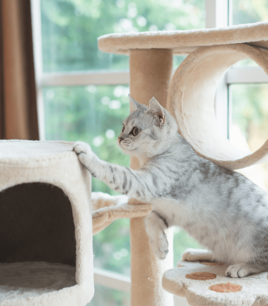 Ferplast Gatto Gioco Phantom Elettronico 0 - Foto 13