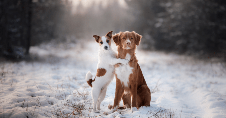 I cani sentono freddo?