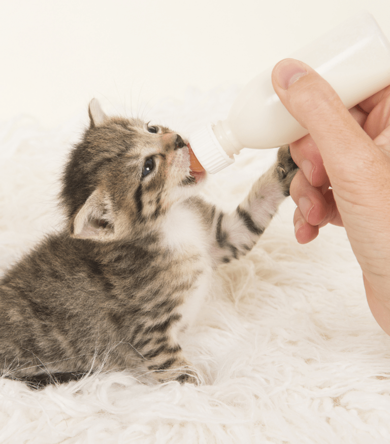 Latte in polvere per gattini: consigli