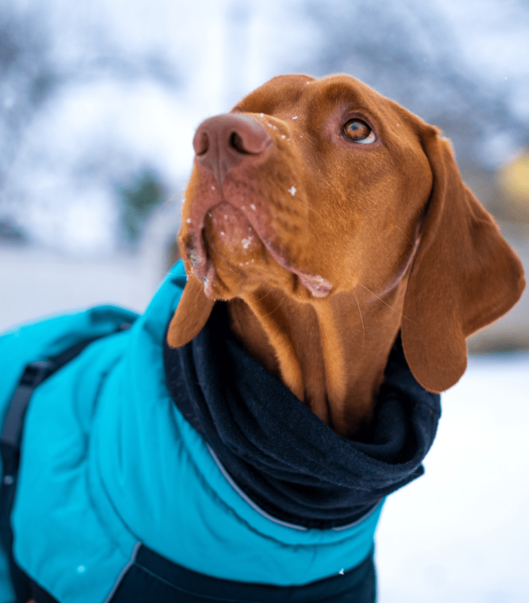 Quando mettere il cappotto al cane: consigli utili