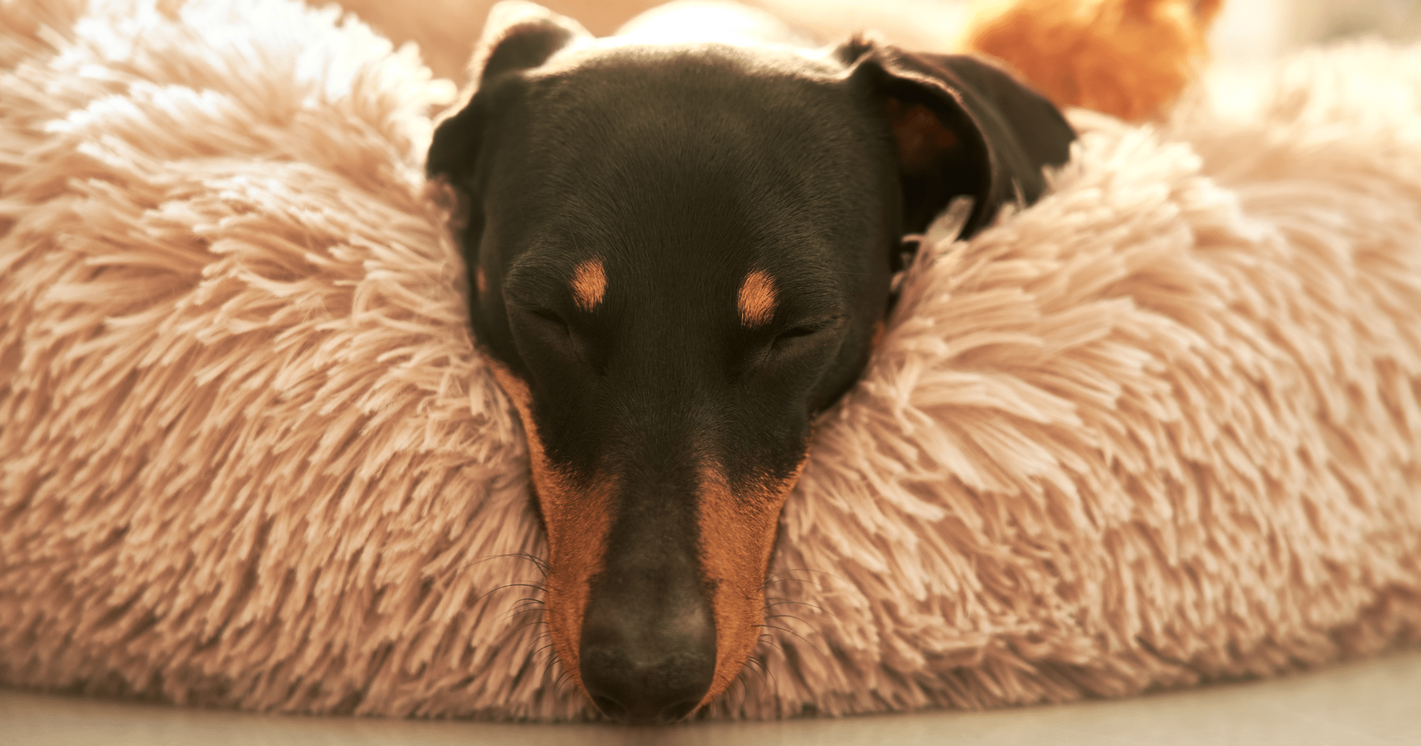 Migliori cucce invernali per cani: la guida completa