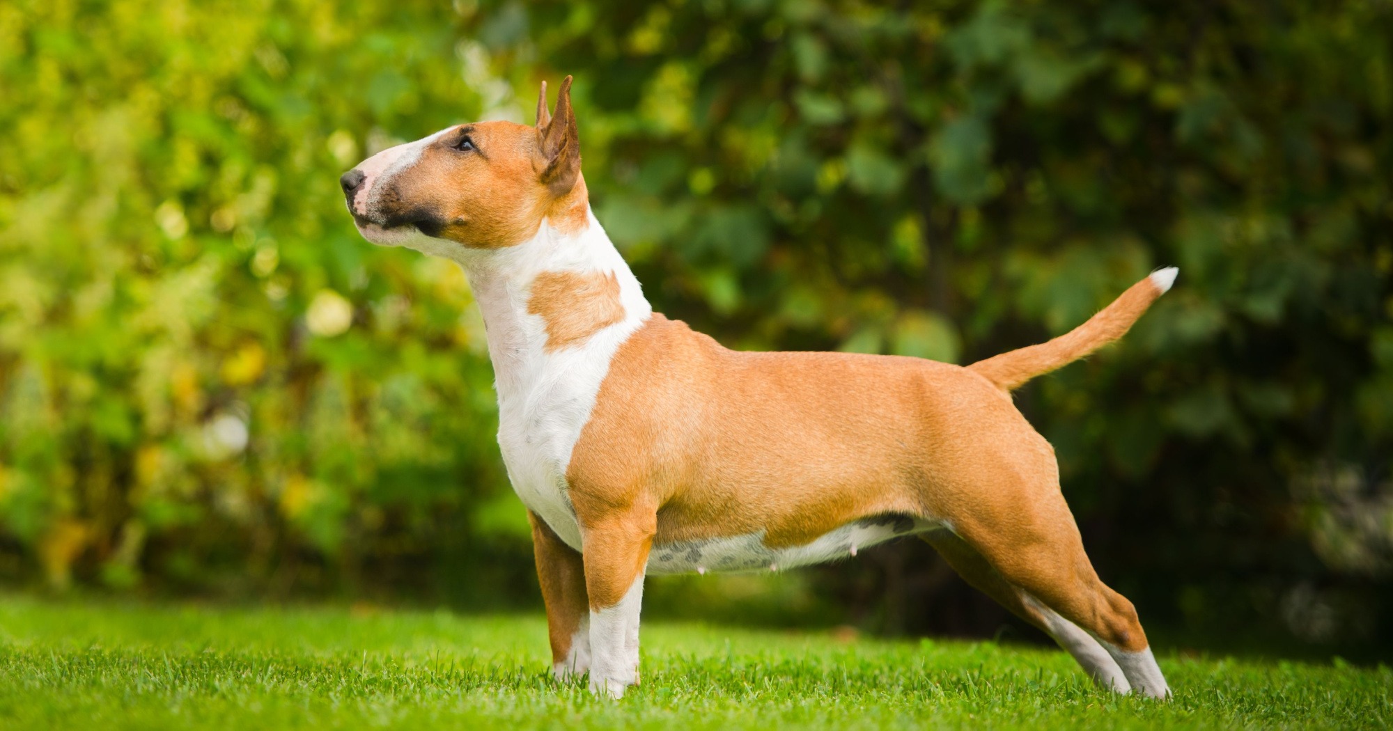 Cane Bull Terrier copertina articolo blog Arcaplanet sulla razza