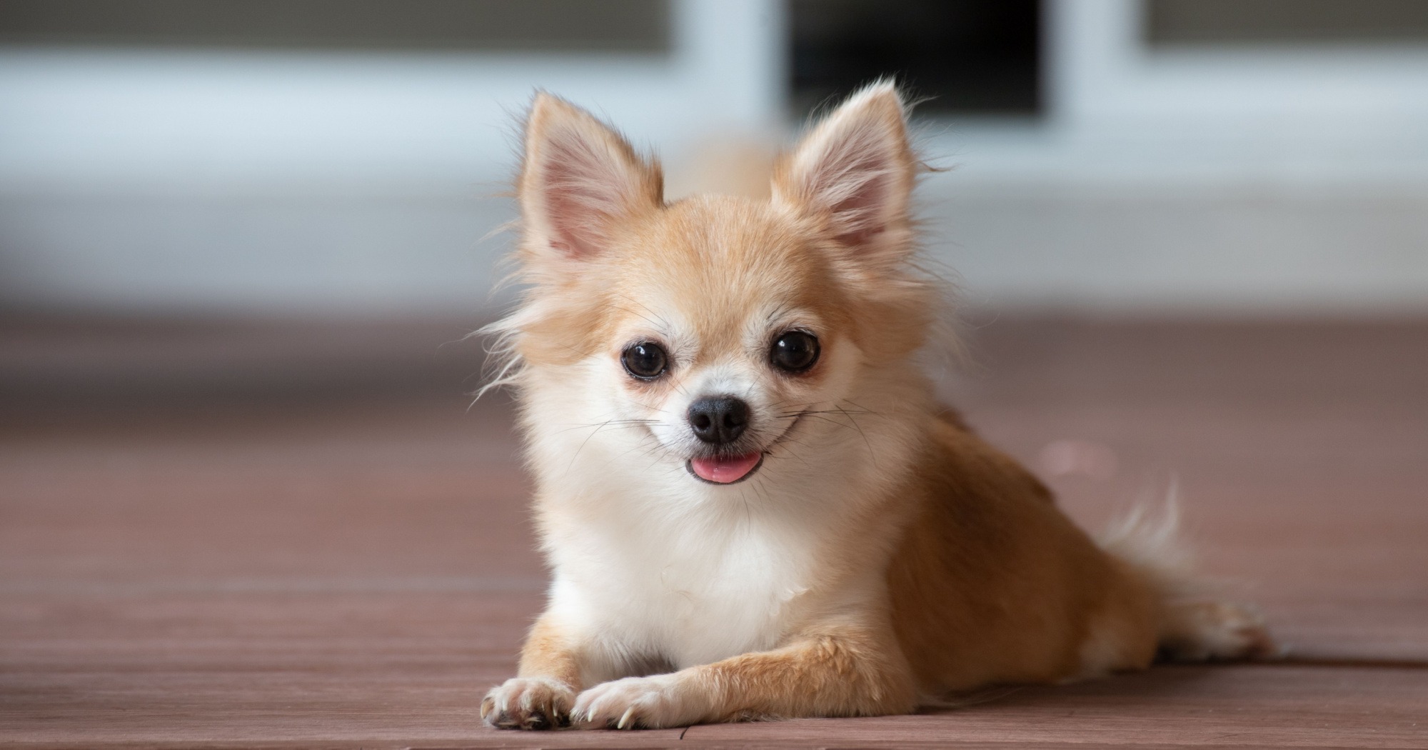 Cane Chihuahua guida completa su carattere, cura e alimentazione della razza