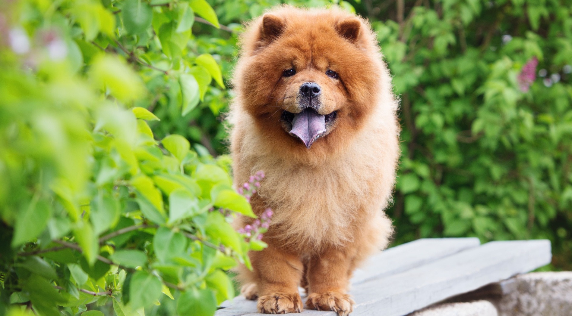 Bandiera Americana Con Chow Chow - Caroline's Treasures, Taglia Piccola 28x38 Cm