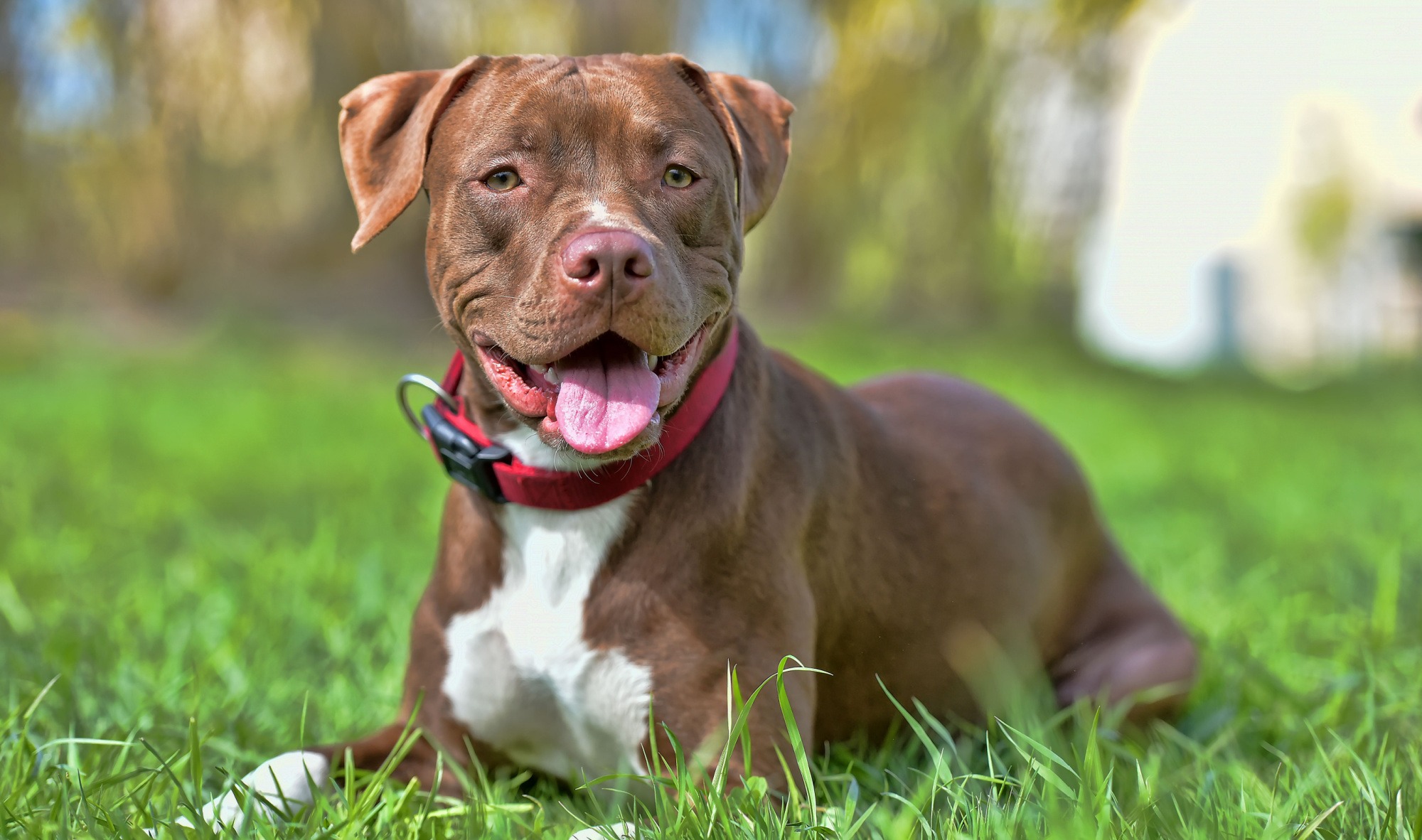 Cane Pitbull Terrier guida completa su carattere, cura e alimentazione della razza