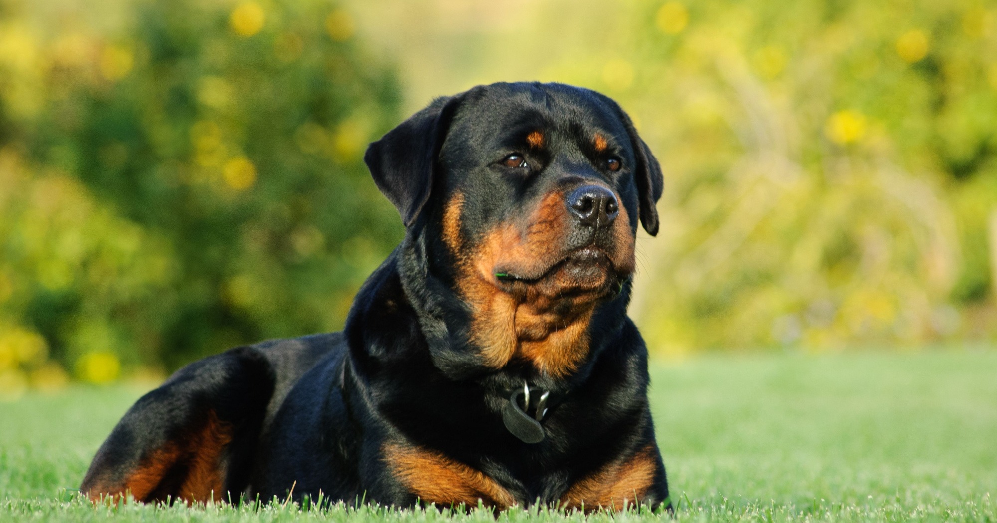 Cane Rottweiler guida completa su carattere, cura e alimentazione della razza