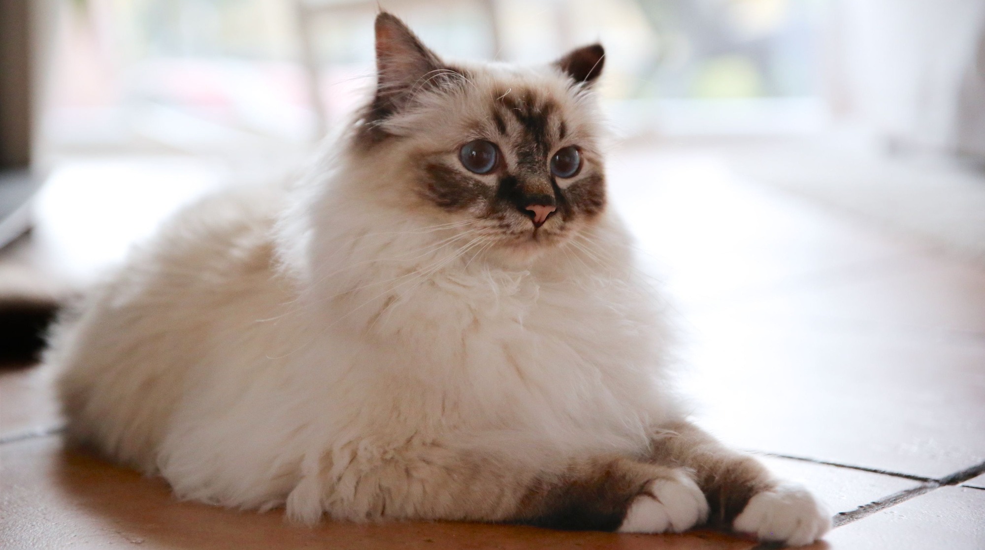 Gatto Birmano Carattere Cura E Alimentazione ArcaMagazine