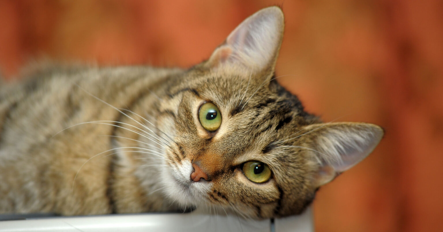 Gatto Europeo Che Razza La Guida Completa ArcaMagazine gatto-europeo-che-razza-la-guida-completa-arcamagazine