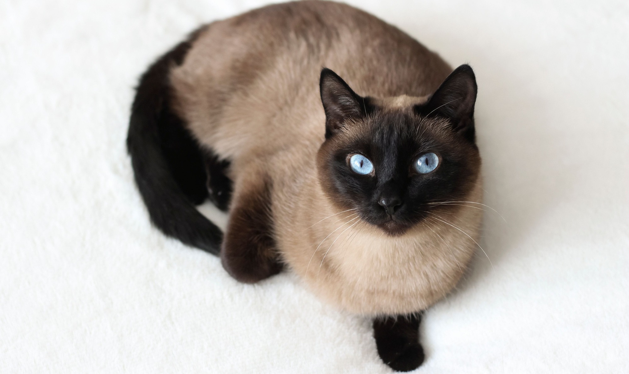 Gatto Thai Carattere Cura E Alimentazione ArcaMagazine