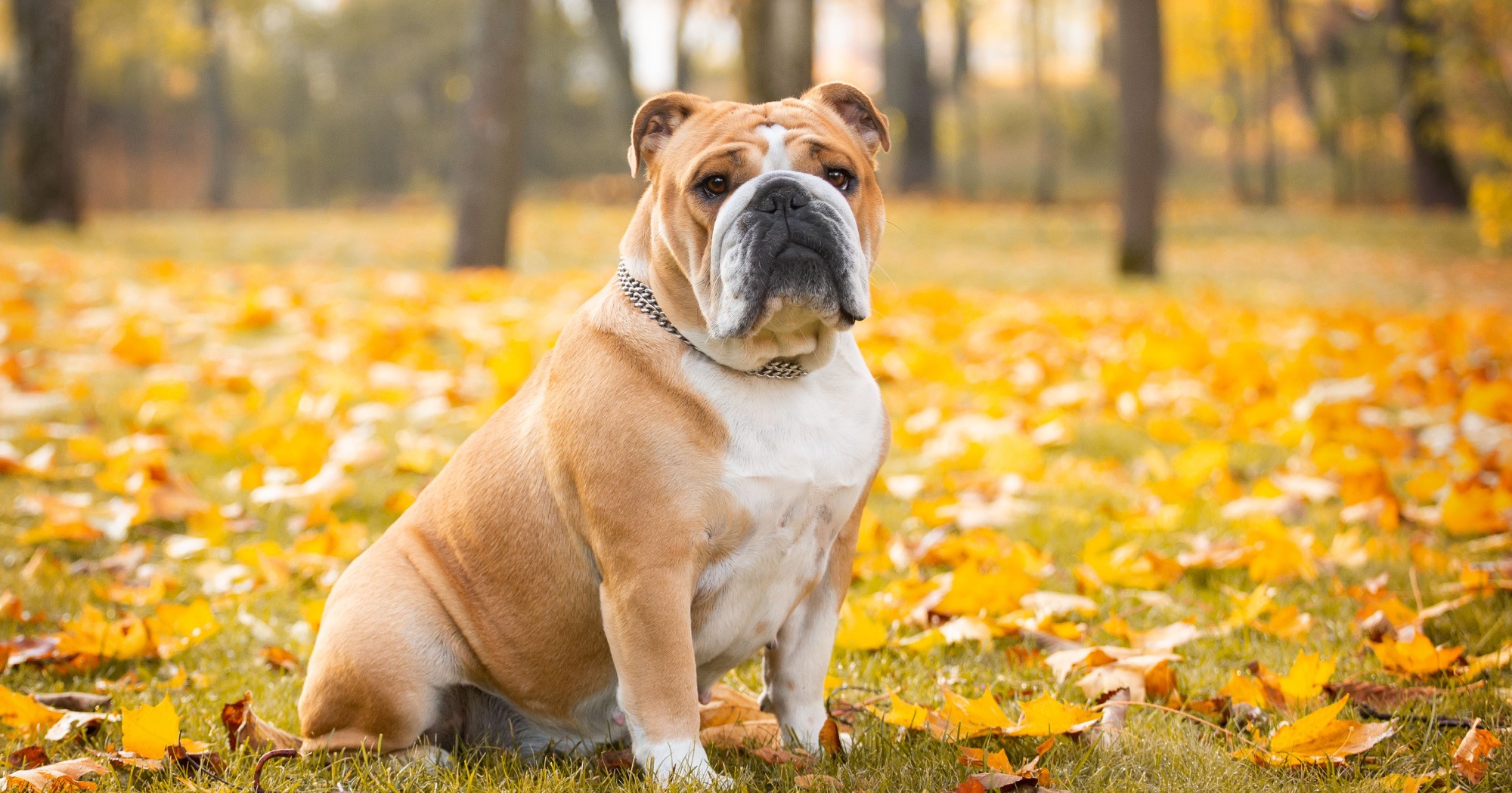 Cane Bulldog Inglese guida completa su carattere, cura e alimentazione della razza
