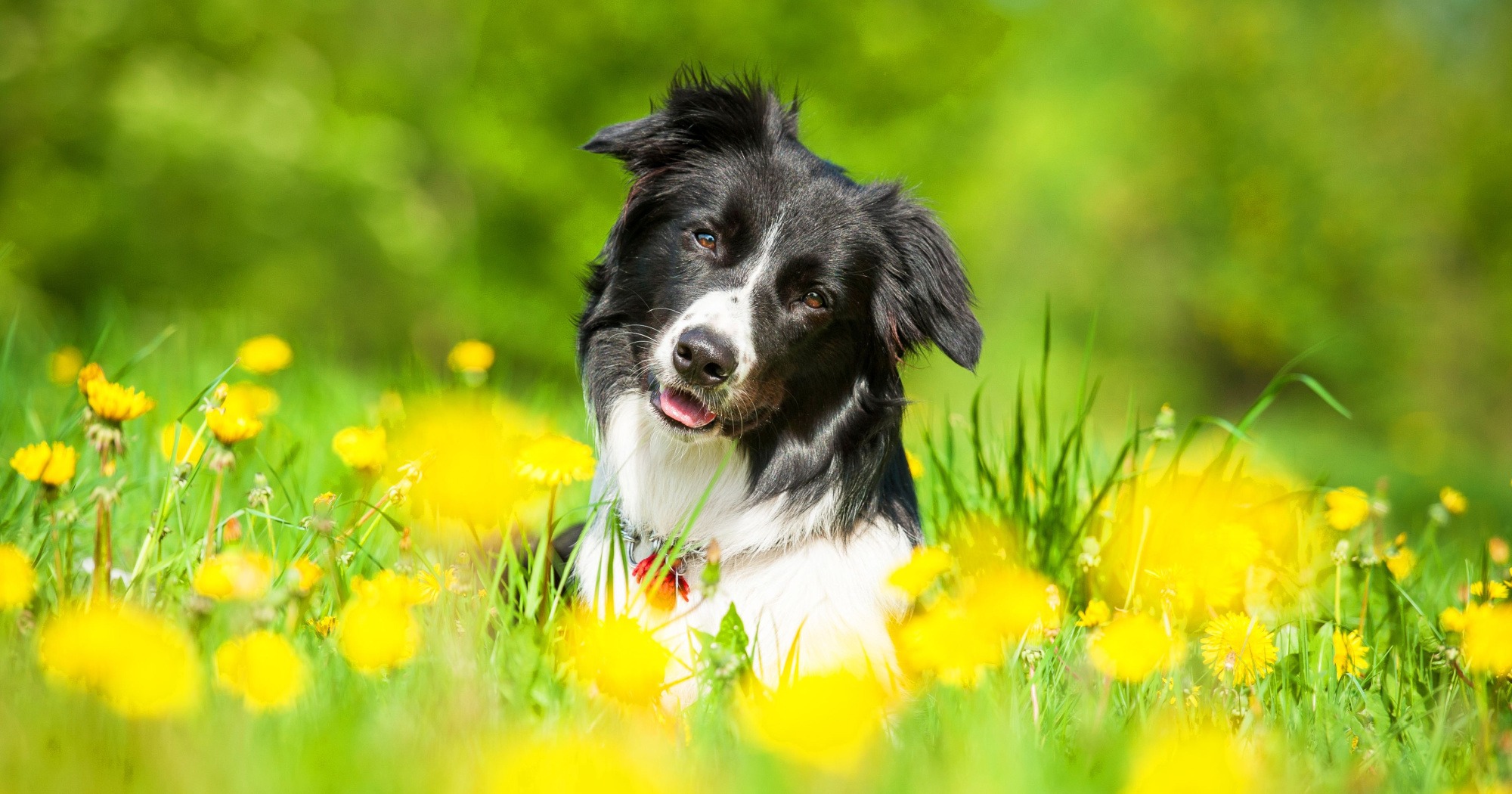 Allergie del cane in primavera
