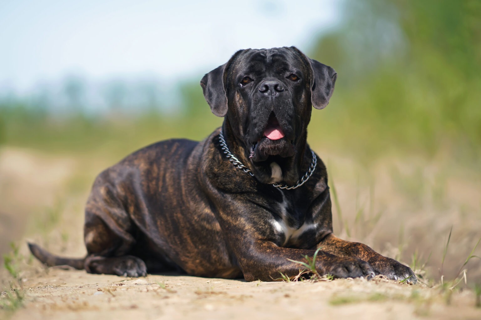 Cane corso Italiano: guida completa alla razza - ArcaMagazine