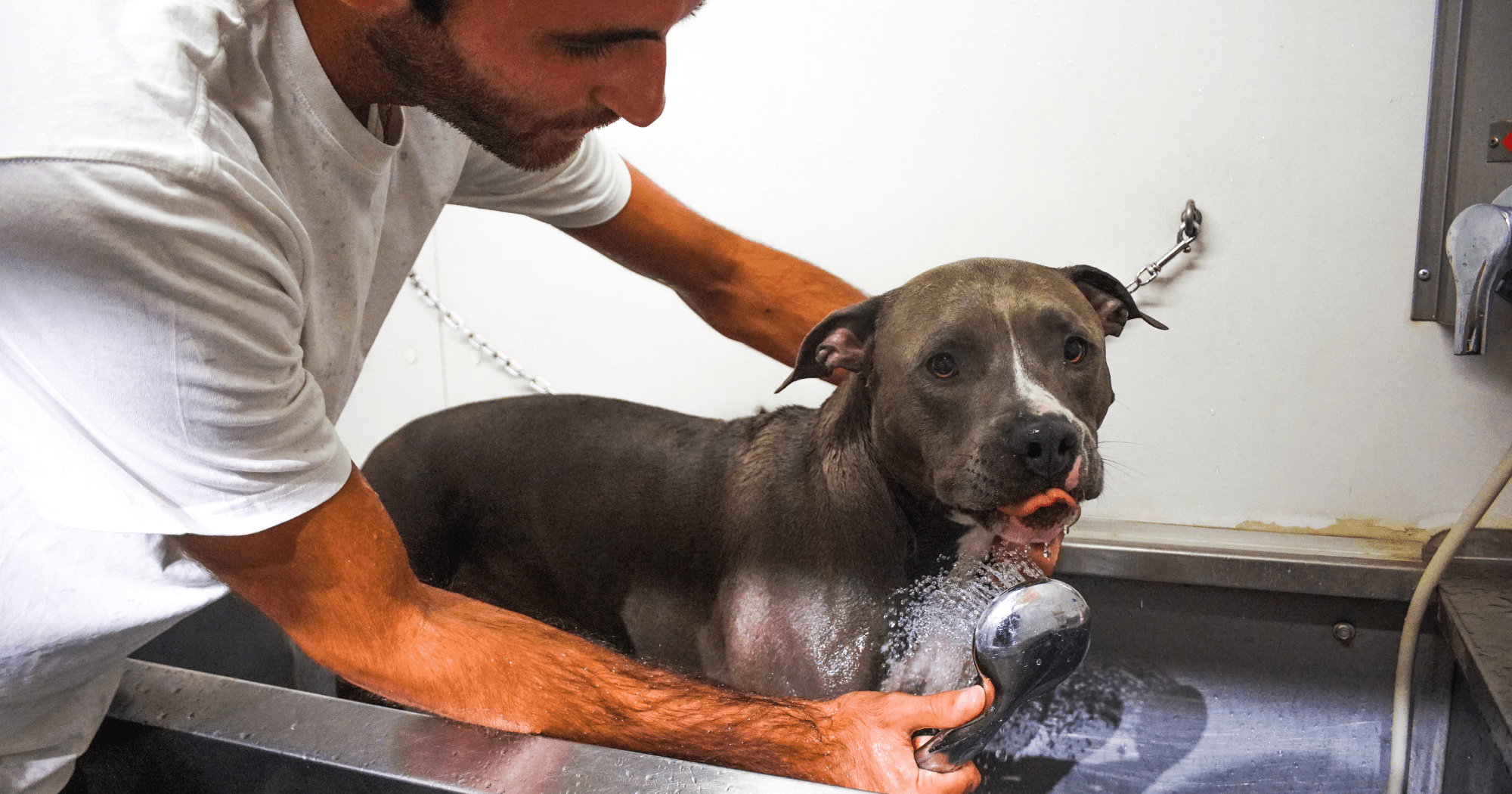Lavaggio cani e gatti servizio pet wash di Arcaplanet