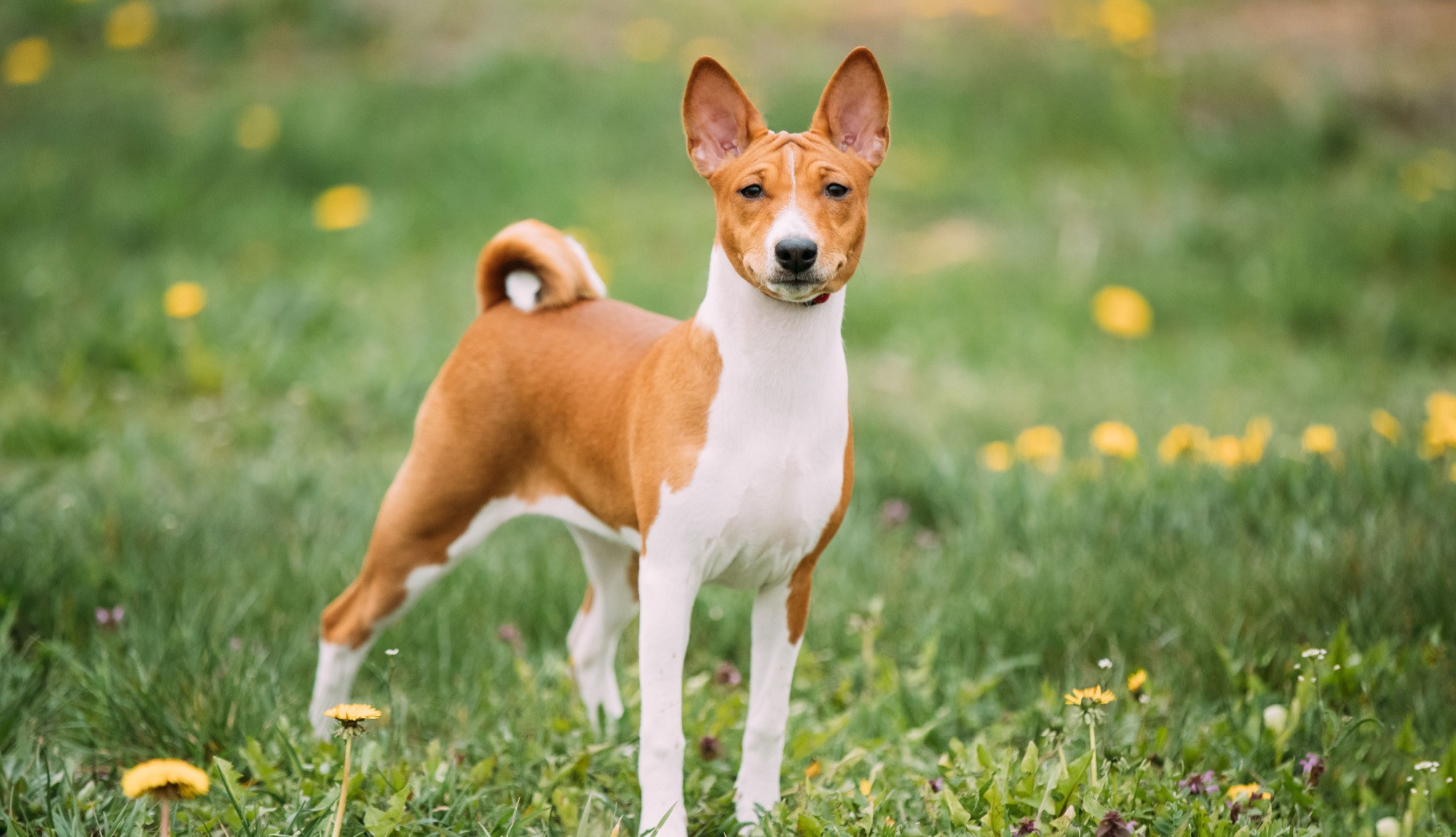 Cane Basenji guida completa su carattere, cura e alimentazione della razza