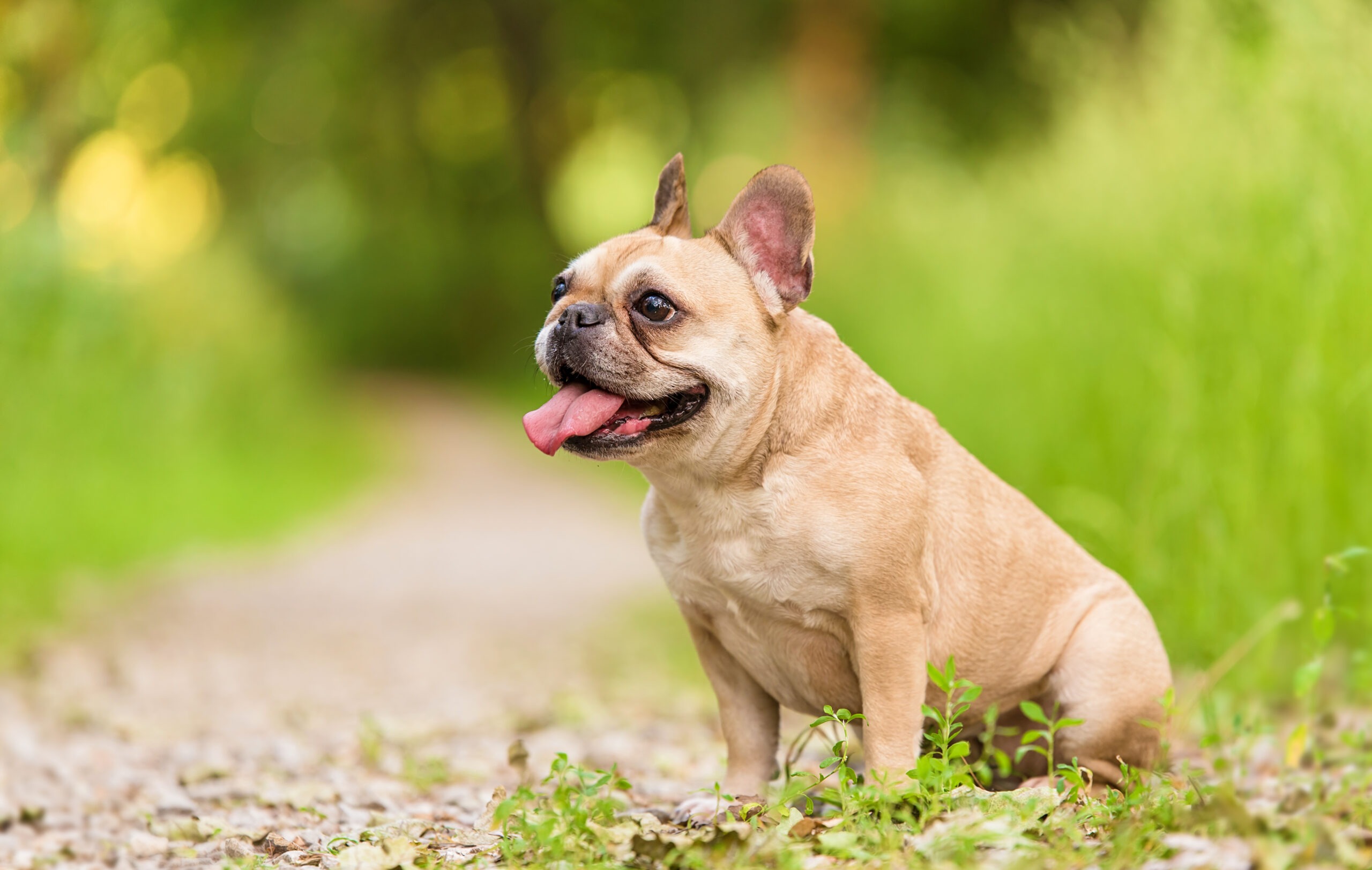 Cane Bulldog Francese guida completa su carattere, cura e alimentazione della razza