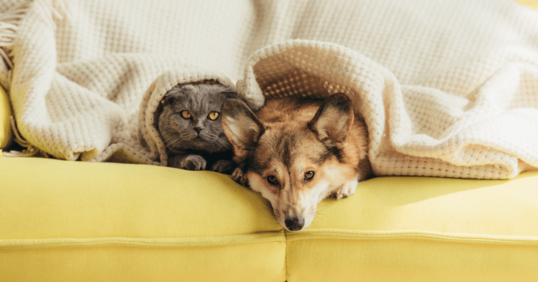 Antiparassitari cani e gatti che convivono