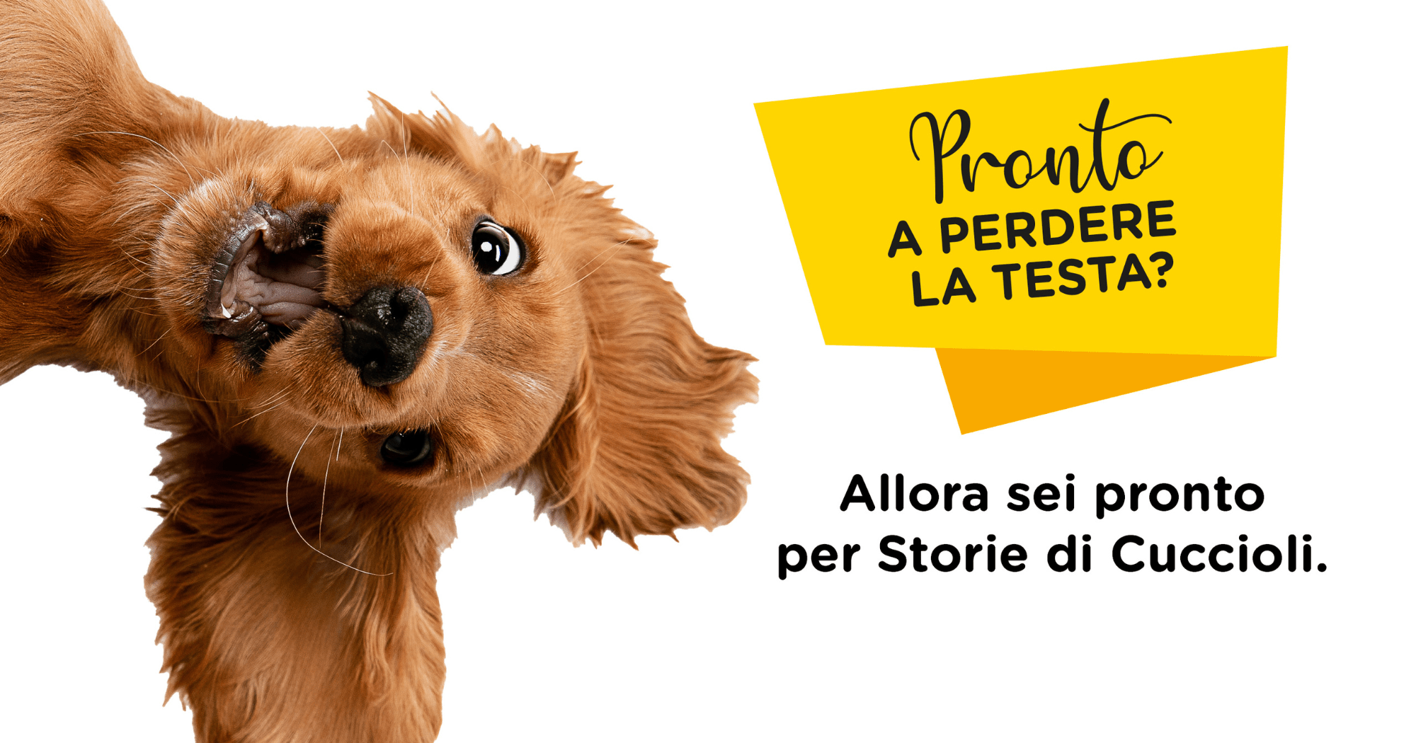 Storie di Cuccioli: il programma dedicato ai clienti Arcacard