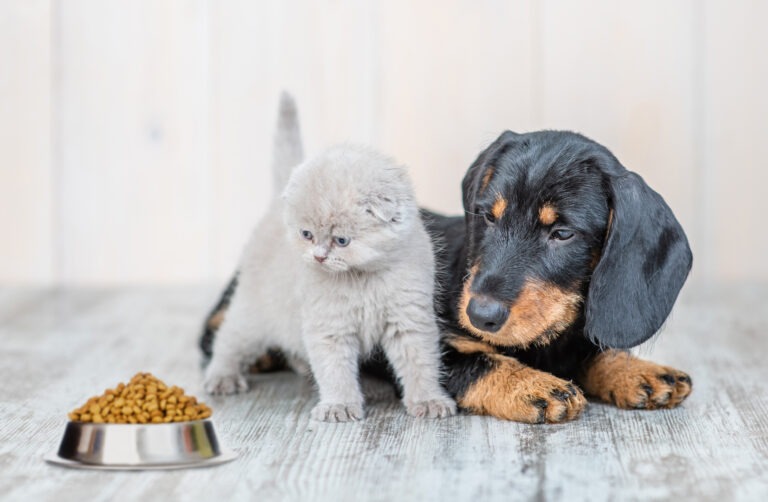 Intolleranze alimentari di cani e gatti la guida completa a sintomi e rimedi delle allergie e disturbi alimentari dei pet