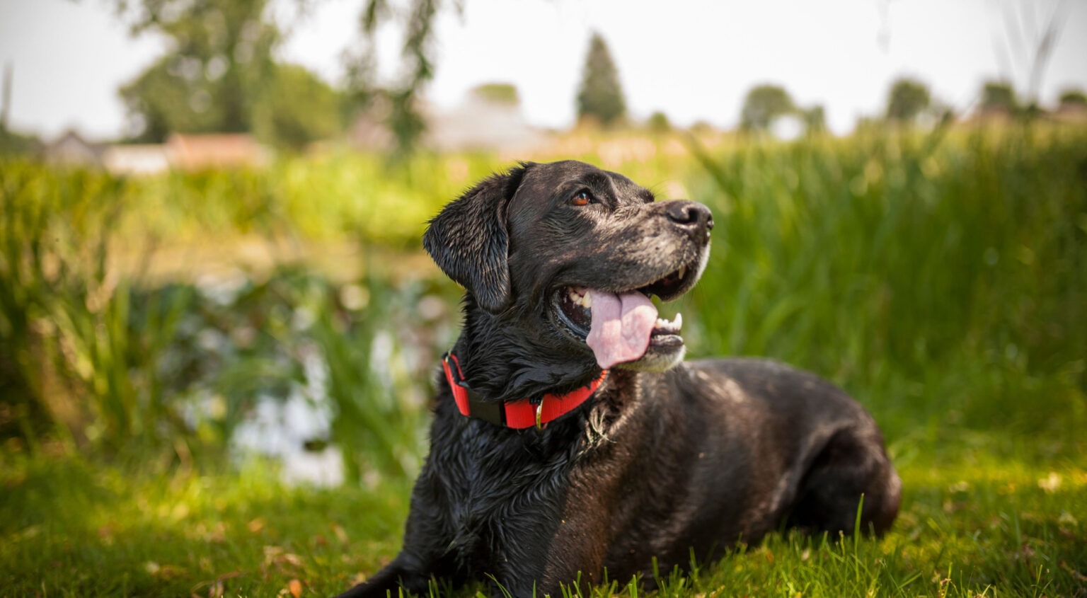La Beauty Routine Per Curare Il Pelo Del Cane - Foto 7