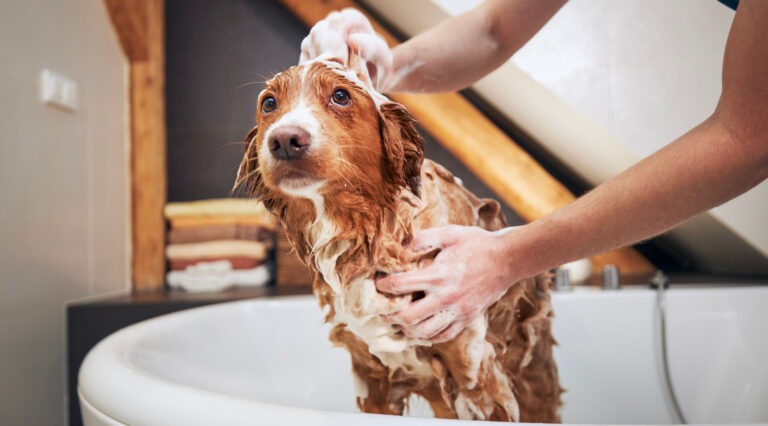 come scegliere lo shampoo migliore per cani a pelo lungo