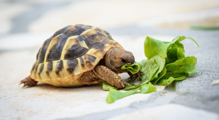 Cosa mangiano le tartarughe guida completa all'alimentazione delle tartarughe di terra e d'acqua