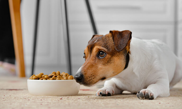 cane mangia poco in estate cause e consigli