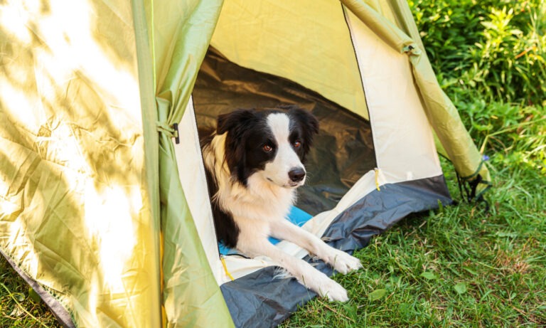 cani in campeggio cosa portare in una vacanza in tenda con Fido