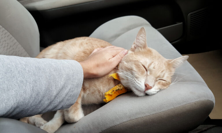 come calmare il gatto in macchina, guida completa per viaggiare in auto con Micio