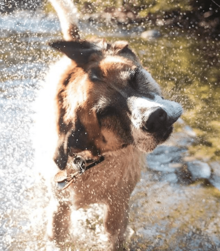 Come rinfrescare cane in estate la guida completa