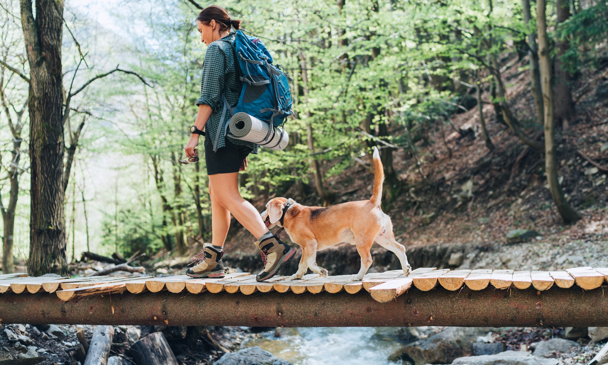 trekking con il cane guida completa alle passeggiate in montagna con Fido