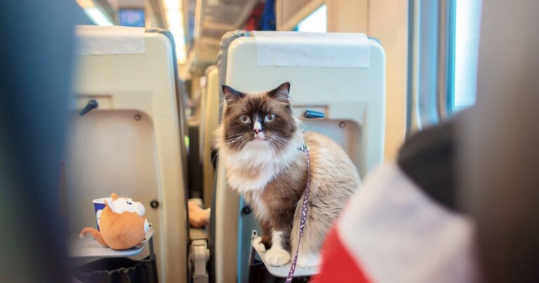 gatto in treno regole e consigli per viaggiare in treno con il gatto