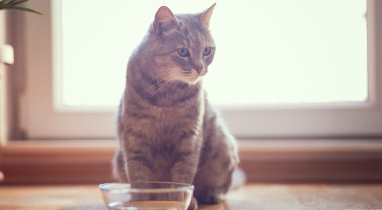 gatto non beve guida completa per mantenere il gatto idratato