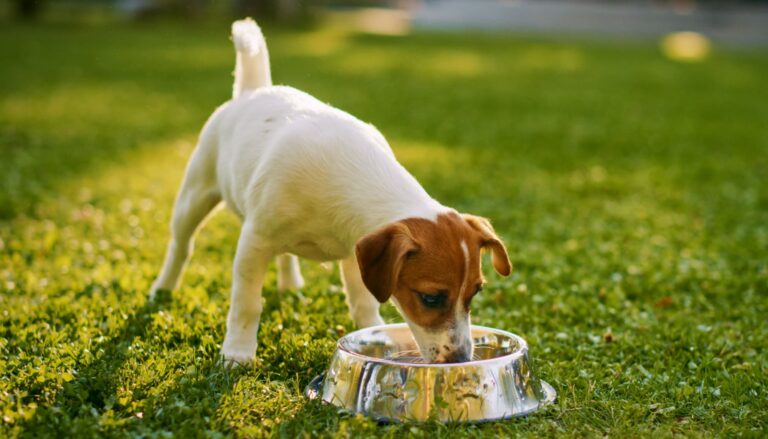 come cambia l'alimentazione del cane in estate