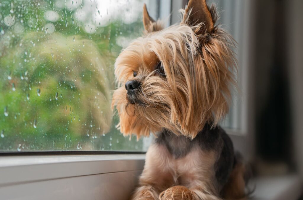 Cosa fare con il cane quando piove  --- (Fonte immagine: https://magazine.arcaplanet.it/wp-content/uploads/2023/10/cane-cosa-fare-quando-piove-1024x674.jpg)